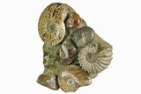 Tall, Composite Ammonite Fossil Display - Madagascar #175816-4